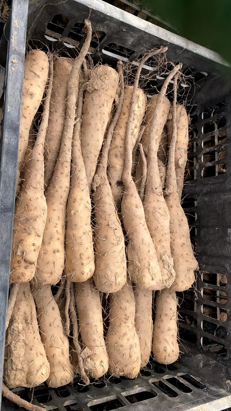 山药豆苗，白玉豆苗，山东豆苗，产地直发，代办全国