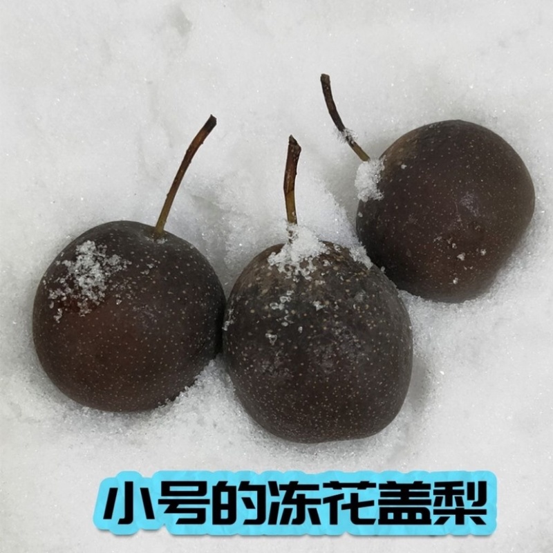 东北老式冻花盖梨鲜嫩多汁酸甜可口产地一手货源