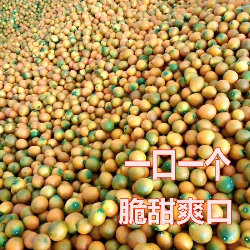 【产地直发】正宗融安脆皮金桔大果新鲜应季水果小金桔无籽薄