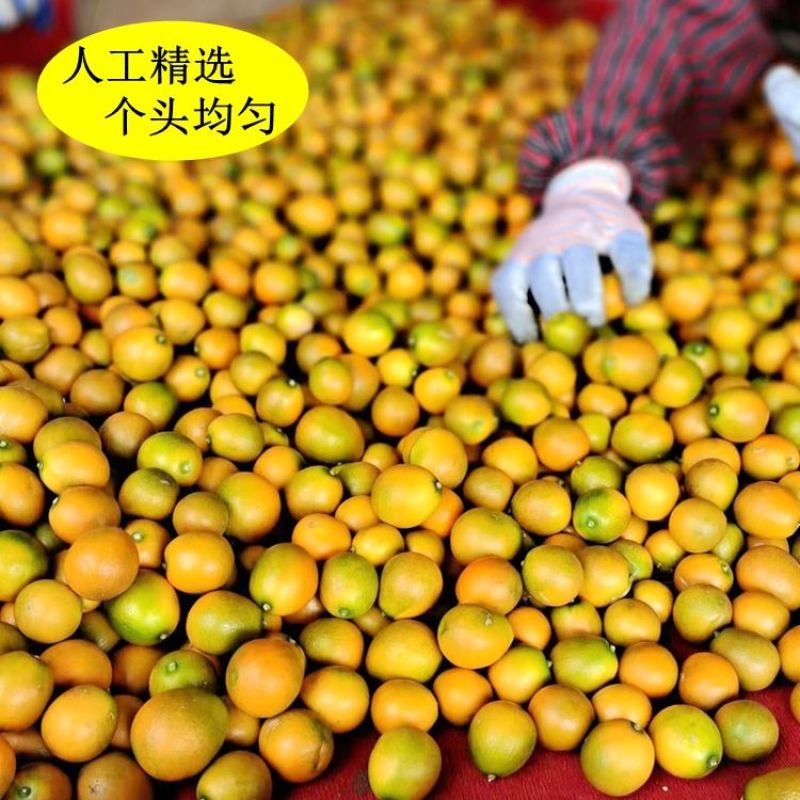 【产地直发】正宗融安脆皮金桔大果新鲜应季水果小金桔无籽薄