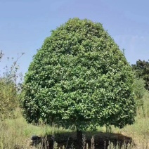 丛生桂花树，丛生金桂，高度1-6米，精品树形，产地直供