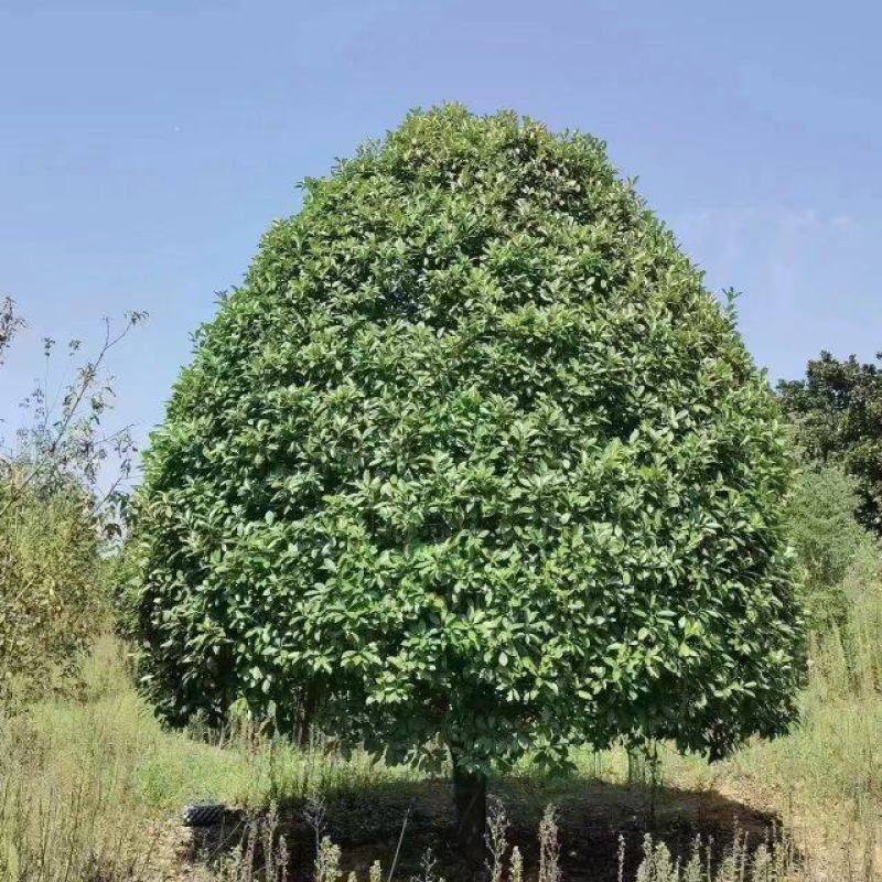 丛生桂花树，丛生金桂，高度1-6米，精品树形，产地直供