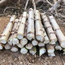 华南9号面包木薯种黄肉木薯种蛋黄木薯种