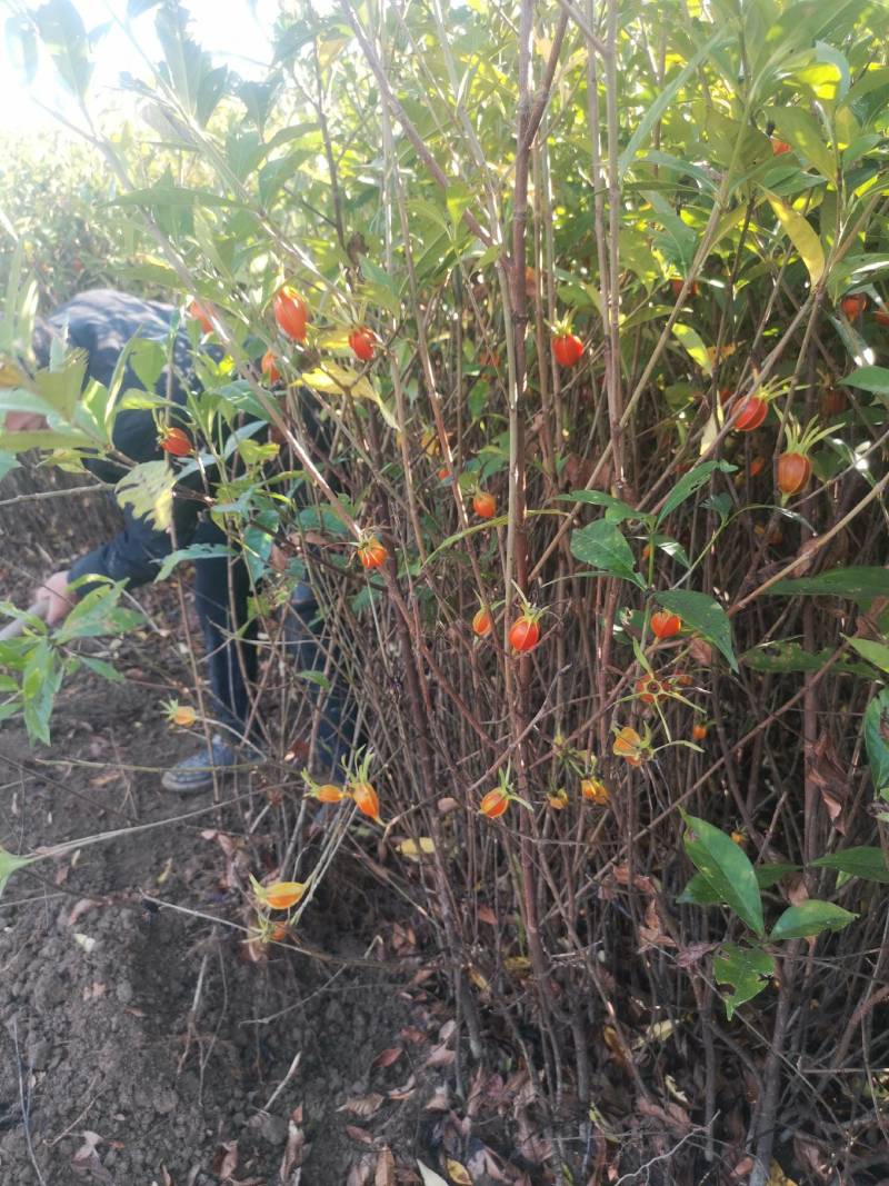 大量出售黄栀子苗，水栀子苗根系发达，质优价廉，
