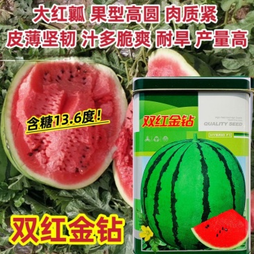 双红金钻西瓜种子大果型瓤色大红含糖高西瓜种子果面深绿西瓜