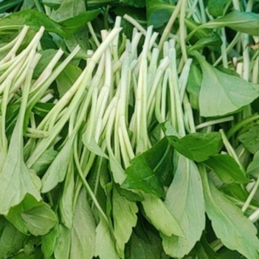 精品马兰头特价蔬菜马兰头野菜马兰头