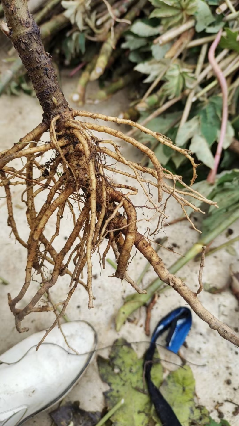 通草桩苗湖南湘西大通草苗质量保证可线上交易