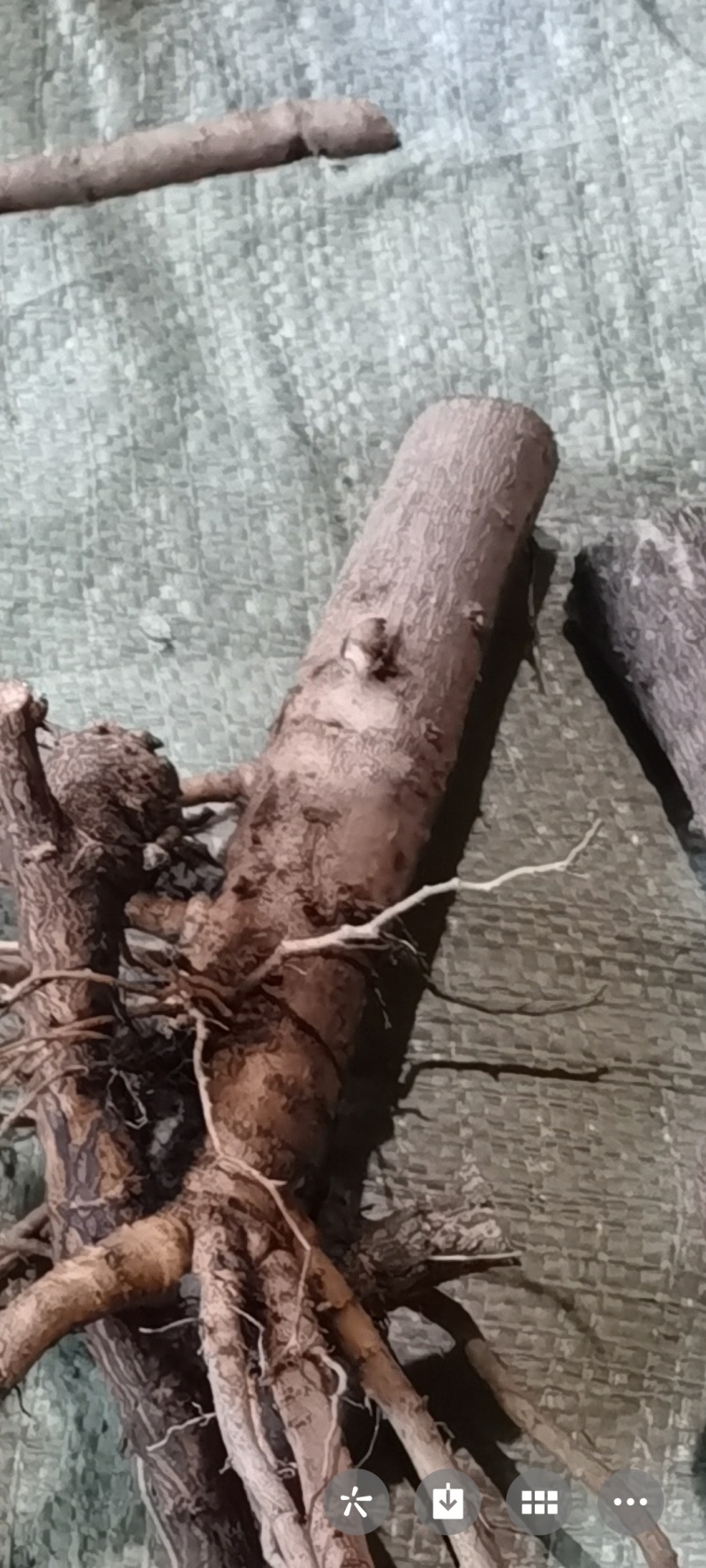 通草桩苗湖南湘西大通草苗质量保证可线上交易
