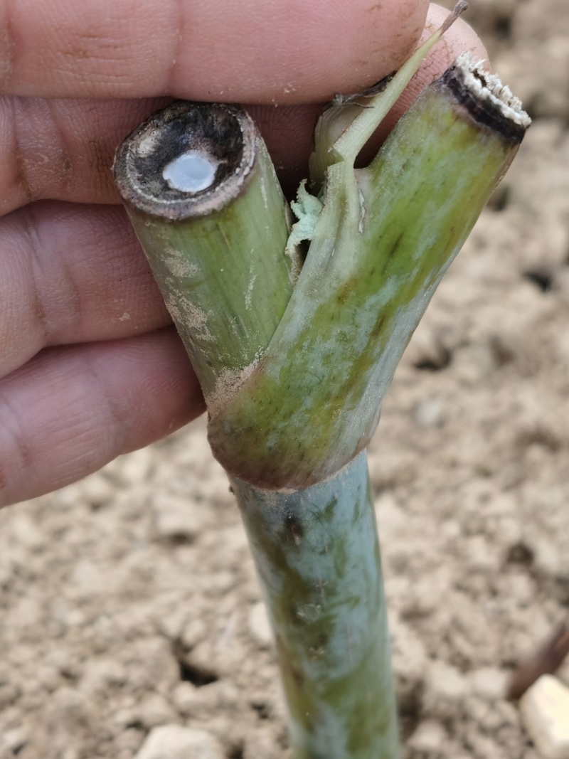 通草桩苗湖南湘西大通草苗质量保证可线上交易
