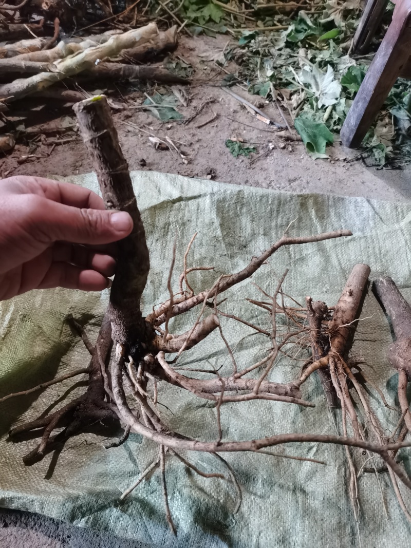 通草桩苗湖南湘西大通草苗质量保证可线上交易