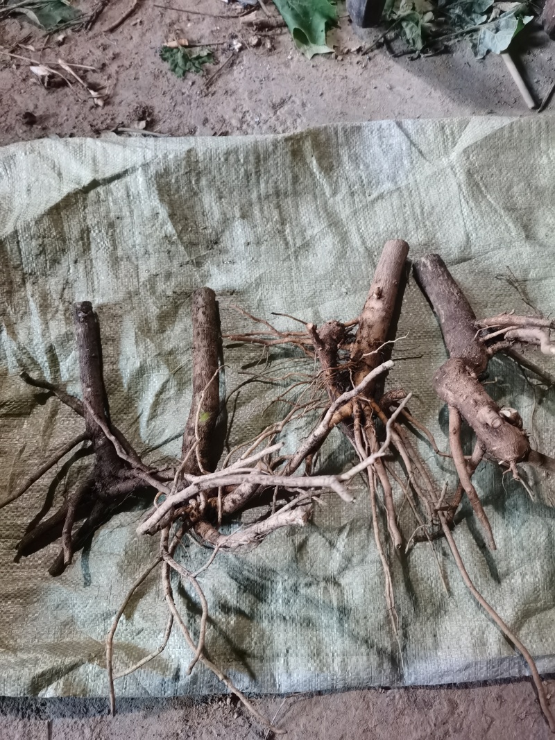 通草桩苗湖南湘西大通草苗质量保证可线上交易