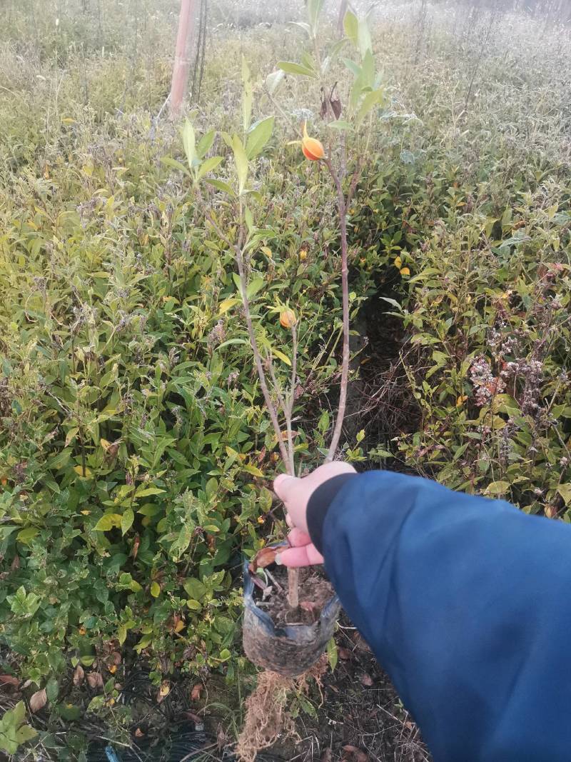 大量供应栀子花苗，玫瑰栀子苗，牡丹栀子苗，杯苗地苗