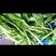 精品马兰头特价蔬菜马兰头野菜马兰头
