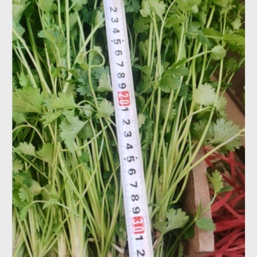 山东高唐铁杆青香菜