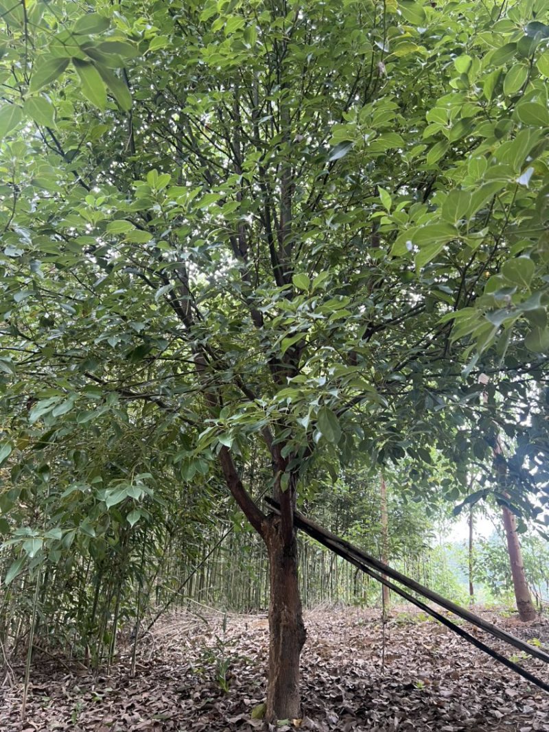 香樟单杆丛生俱全树形漂亮，常绿大乔木