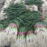 a红根蒜苗大面积种植基地直接供货保质保量欢迎咨