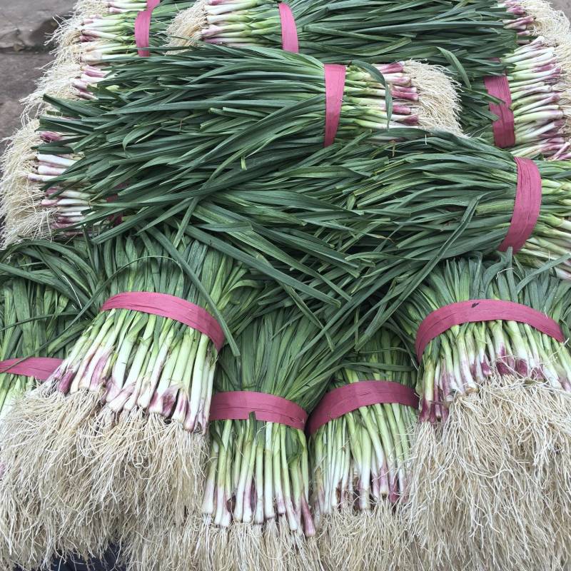 a红根蒜苗大面积种植基地直接供货保质保量欢迎咨