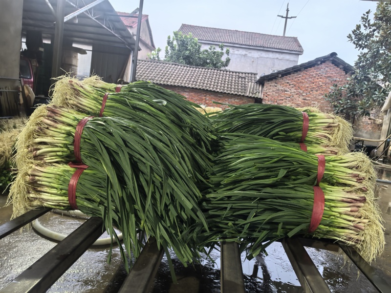 a红根蒜苗大面积种植基地直接供货保质保量欢迎咨