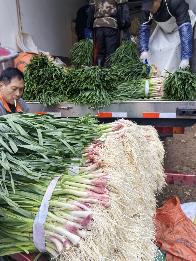 a红根蒜苗大面积种植基地直接供货保质保量欢迎咨