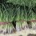 a红根蒜苗大面积种植基地直接供货保质保量欢迎咨