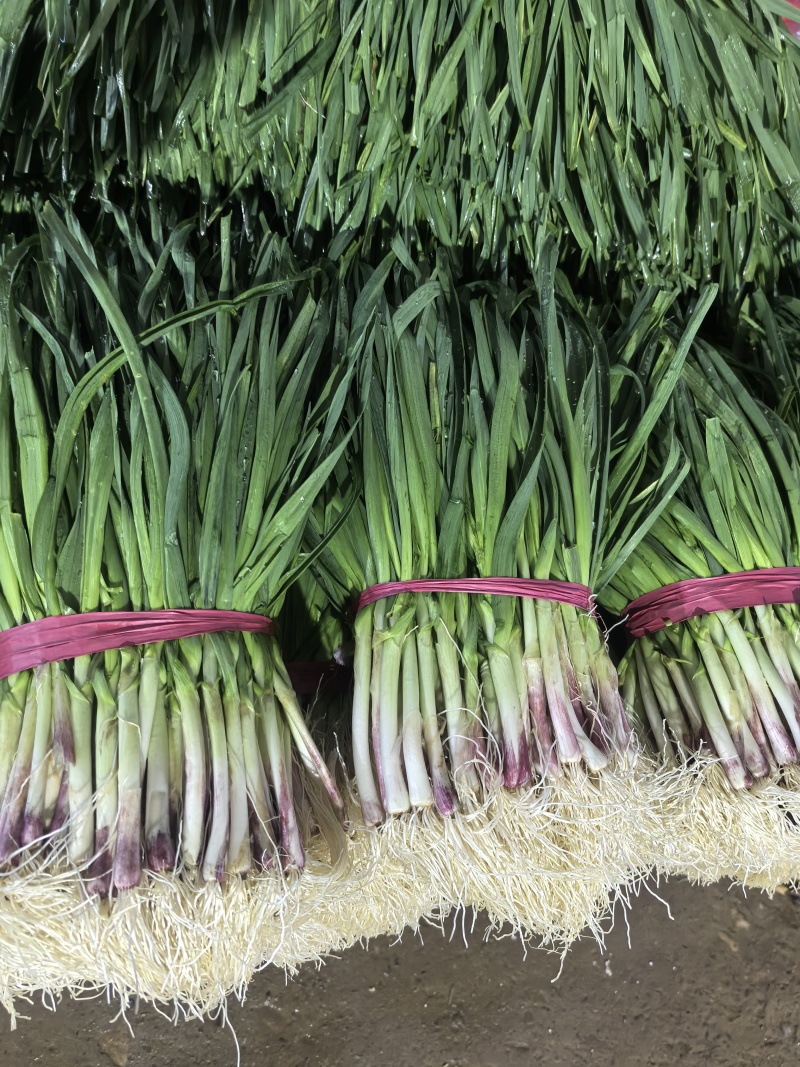 a红根蒜苗大面积种植基地直接供货保质保量欢迎咨