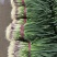 a红根蒜苗大面积种植基地直接供货保质保量欢迎咨