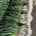a红根蒜苗大面积种植基地直接供货保质保量欢迎咨