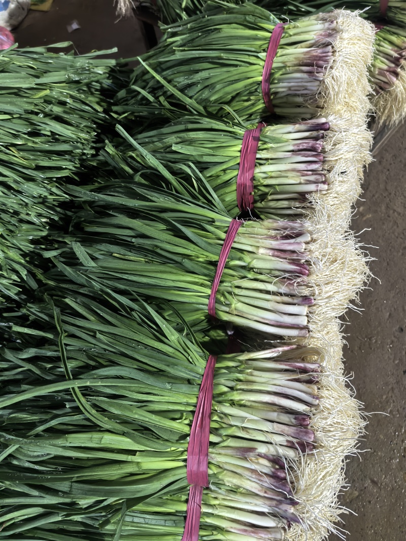 a红根蒜苗大面积种植基地直接供货保质保量欢迎咨