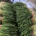 a红根蒜苗大面积种植基地直接供货保质保量欢迎咨