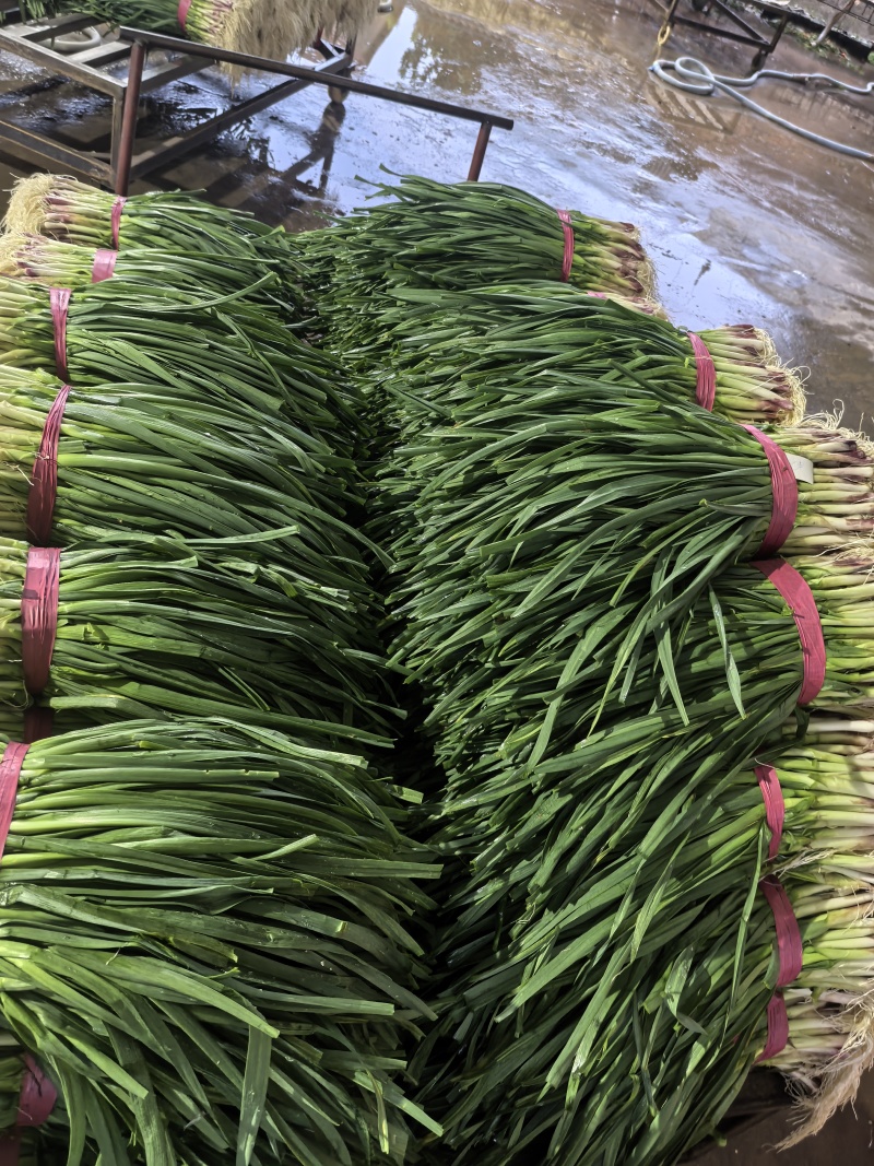 a红根蒜苗大面积种植基地直接供货保质保量欢迎咨