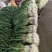 a红根蒜苗大面积种植基地直接供货保质保量欢迎咨