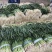 a红根蒜苗大面积种植基地直接供货保质保量欢迎咨