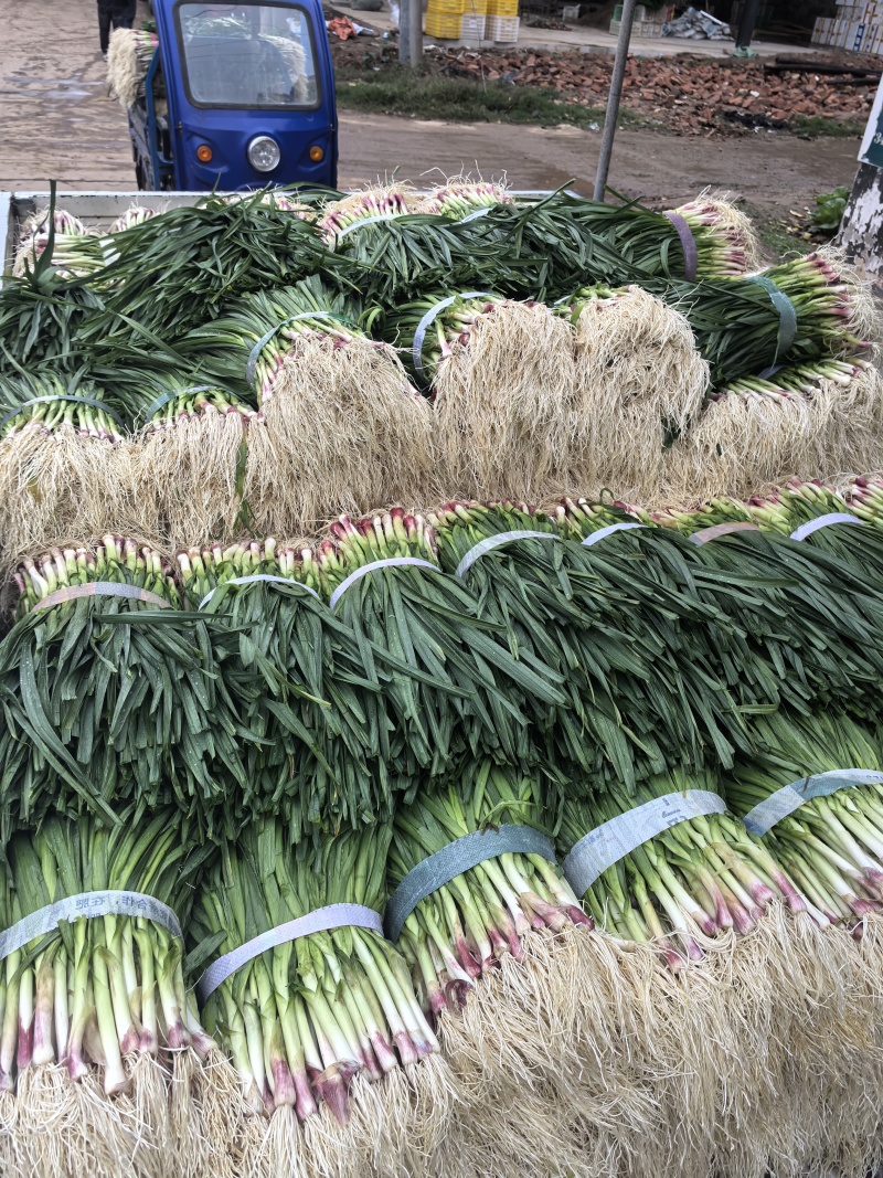 a红根蒜苗大面积种植基地直接供货保质保量欢迎咨