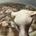 羊头