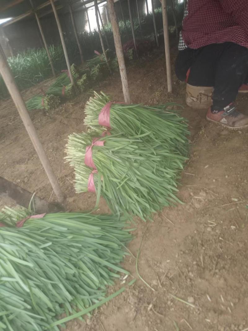 韭菜叶韭菜货源充足量大从优可远程看货欢迎联系