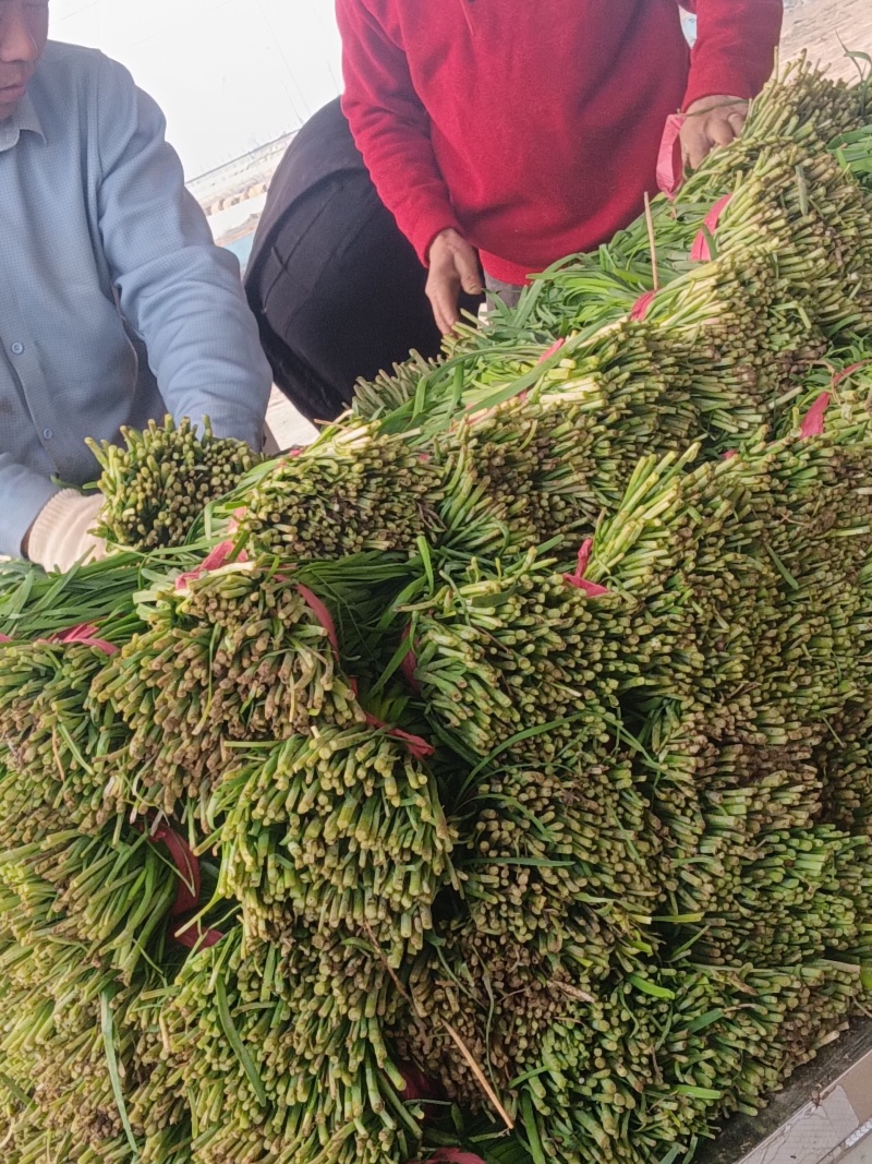 韭菜叶韭菜货源充足量大从优可远程看货欢迎联系