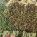 韭菜叶韭菜货源充足量大从优可远程看货欢迎联系