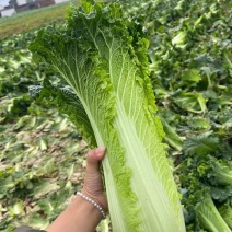 秋绿60白菜毛白菜青麻叶白菜长白菜竹筒菜供应