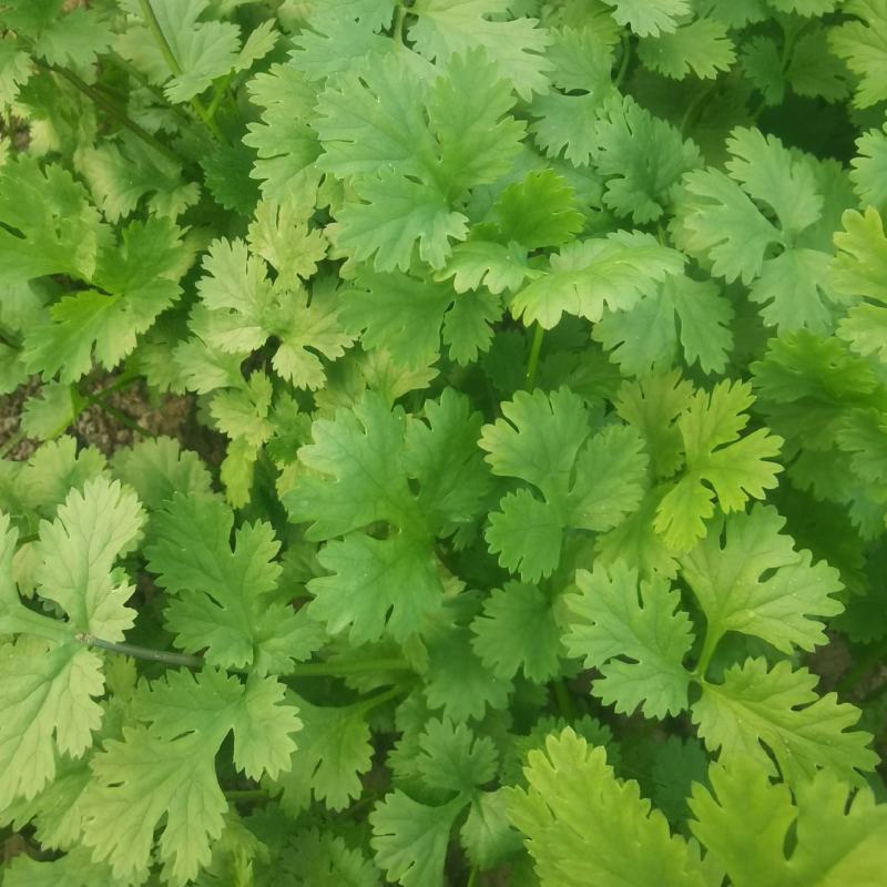 精品香菜