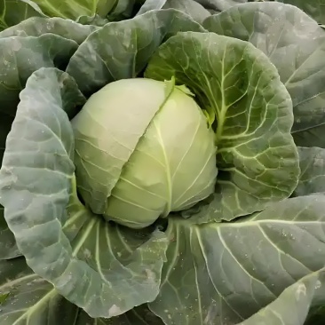 湖北甘蓝，大量上市，市场，电商，加工厂等