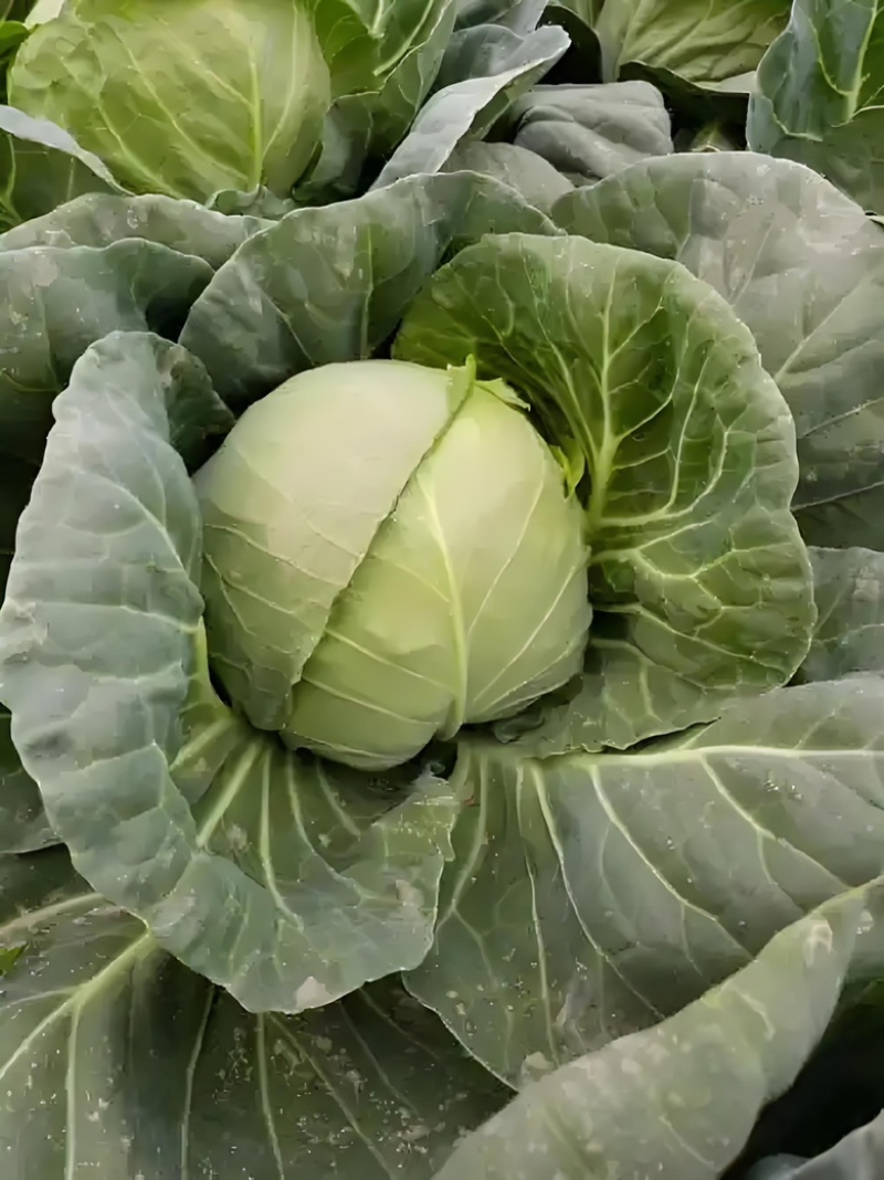 湖北甘蓝，大量上市，市场，电商，加工厂等