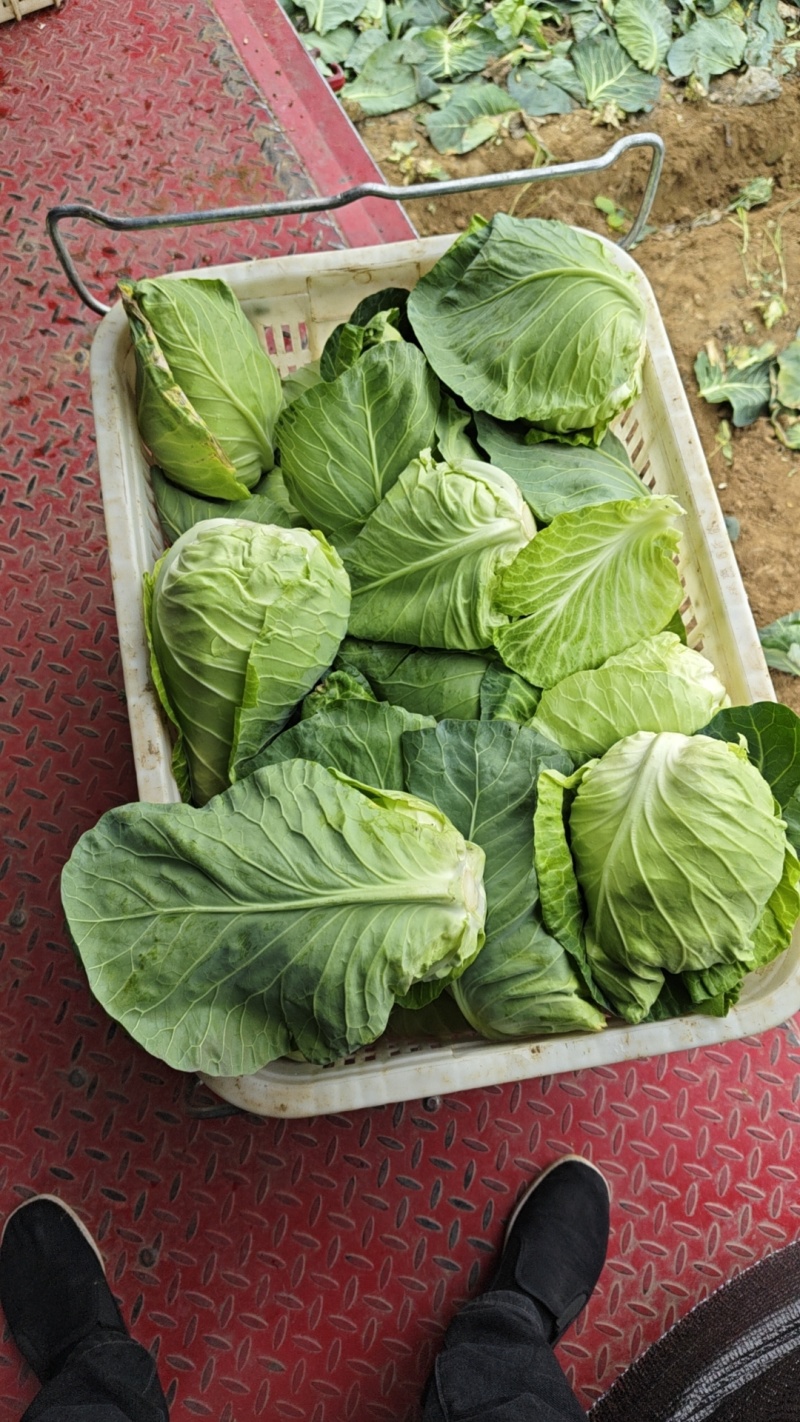 牛心包菜，鸡心包，尖包，产地一手货源，欢迎订购
