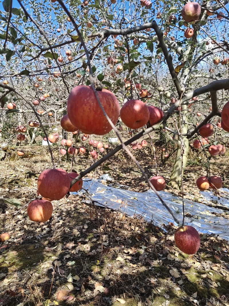 汉源糖心苹果，产地直销，新鲜采摘，对接各电商和批发商