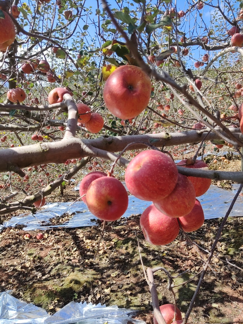 汉源糖水苹果，产地直销，规格其全，大量上市