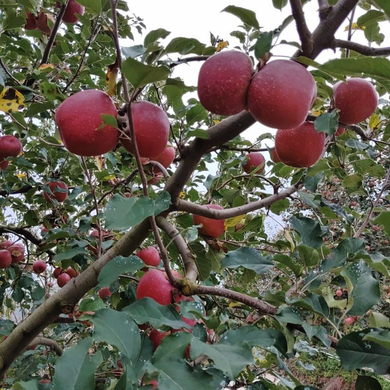 汉源糖水苹果，产地直销，规格其全，大量上市