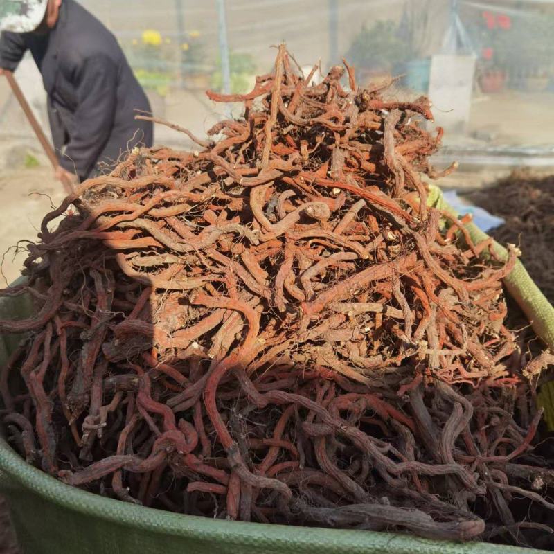 山东省临沂市沂水县优质丹参大量供应，货源充足！