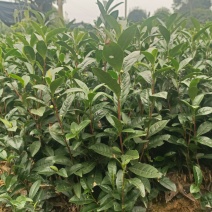 基地茶苗茶树苗，绿茶苗中茶108基地直发
