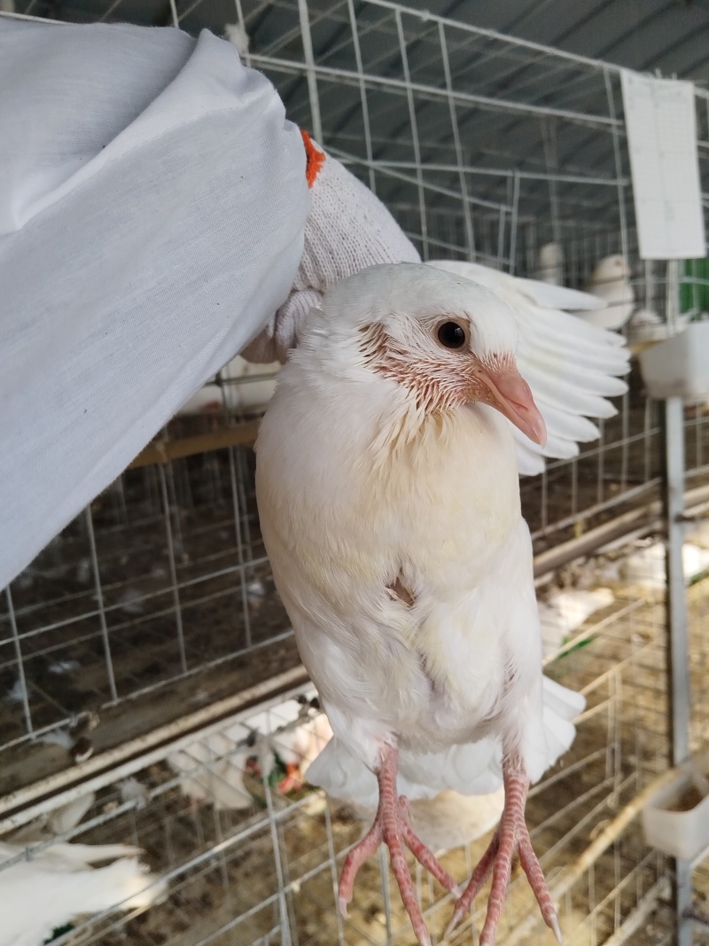 乳鸽量大便宜产地直销活禽全国可发，不包邮