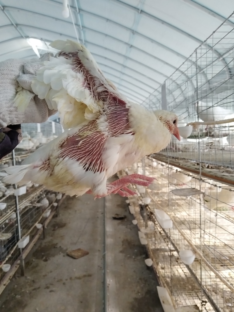 乳鸽量大便宜产地直销活禽全国可发，不包邮