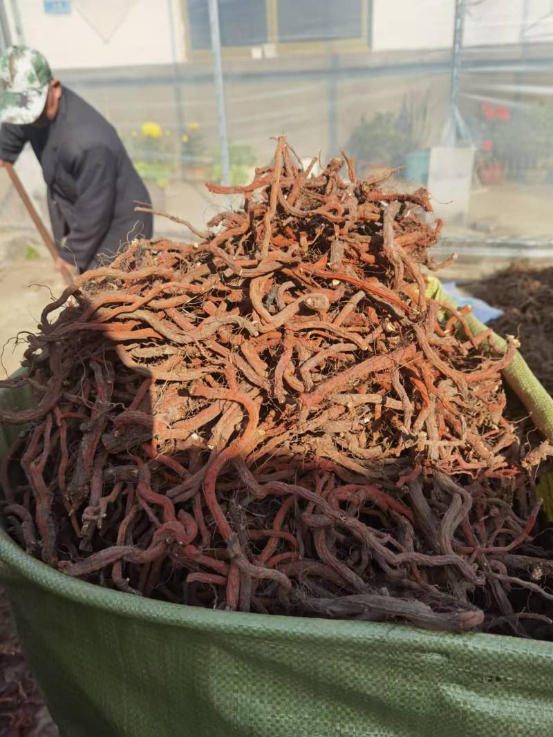 山东省临沂市沂水县优质丹参大量供应，货源充足！